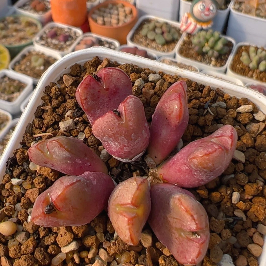 52多肉植物百科知识