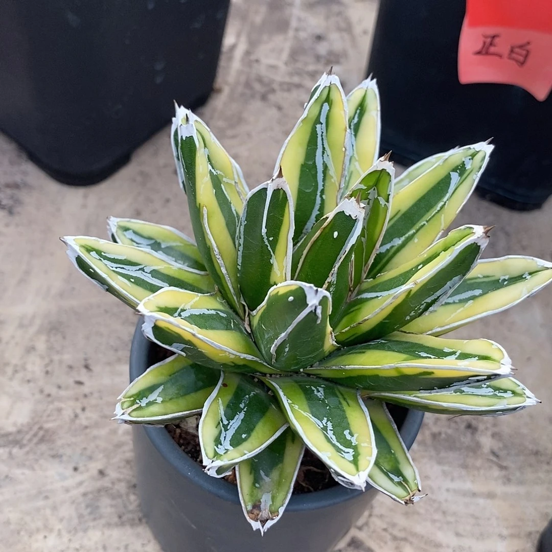 金山冠幅10公分左右。