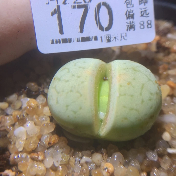 精品生石花225.170