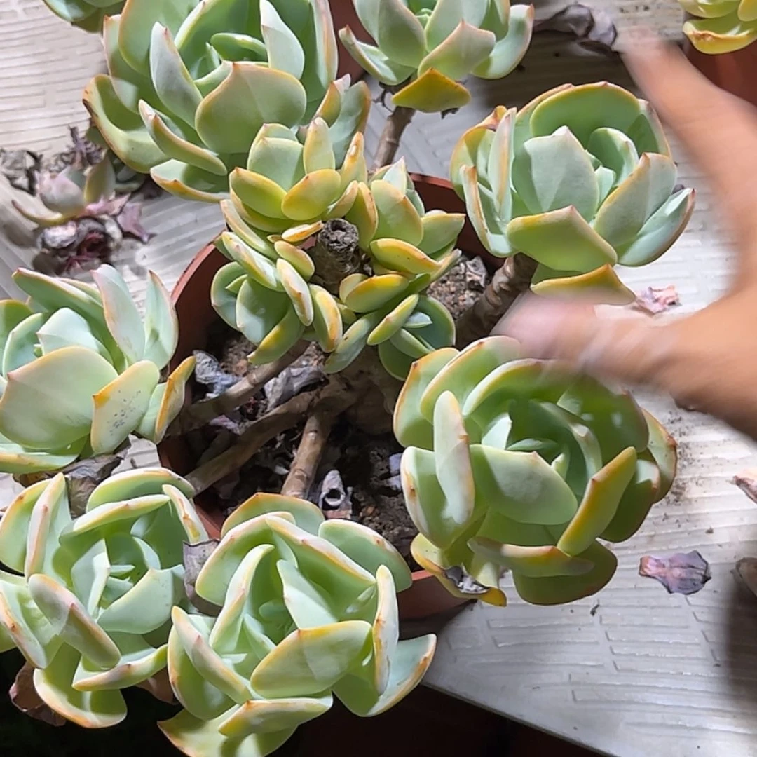 【闪购商品】无花朵招****?