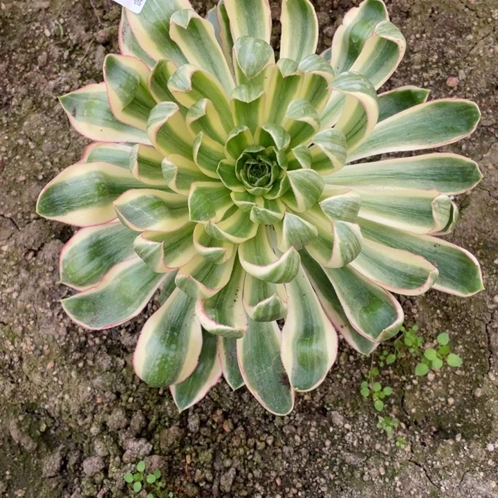 秋***州897896暴君青莲多肉12345678多肉