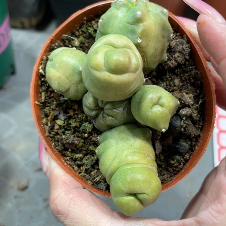 橙花桃太懒多头一物一拍8