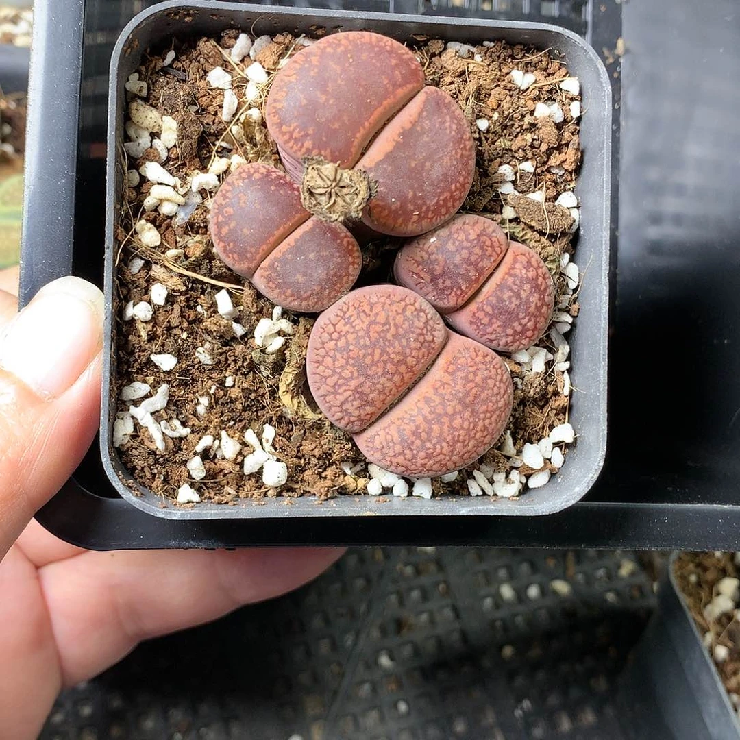 美**活E215多肉植物保护