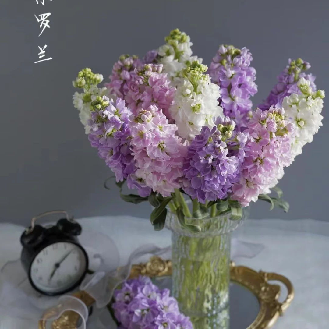 30枝混色紫罗兰（10枝紫色+10枝粉色+10枝白色 任意两单顺丰或京东