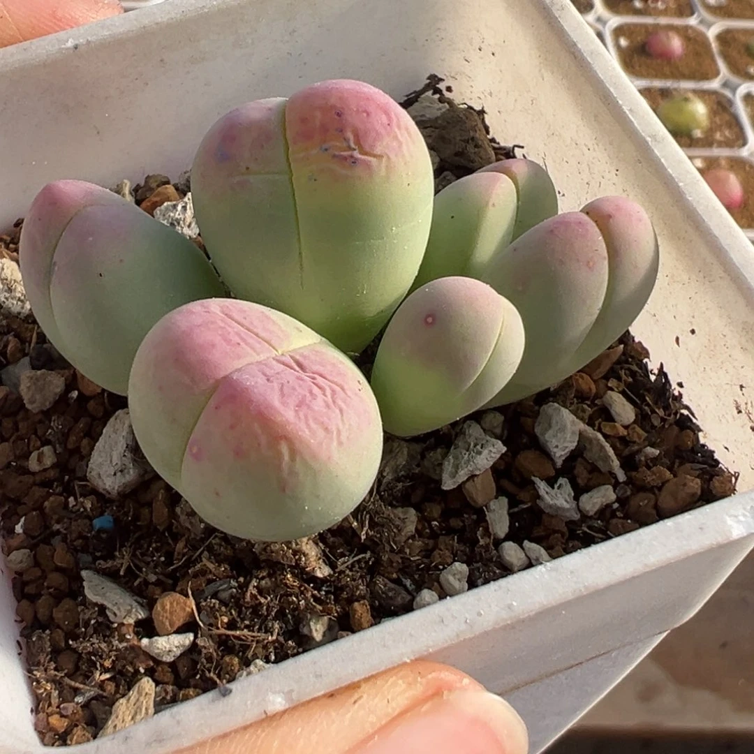 851多肉植物种类多样