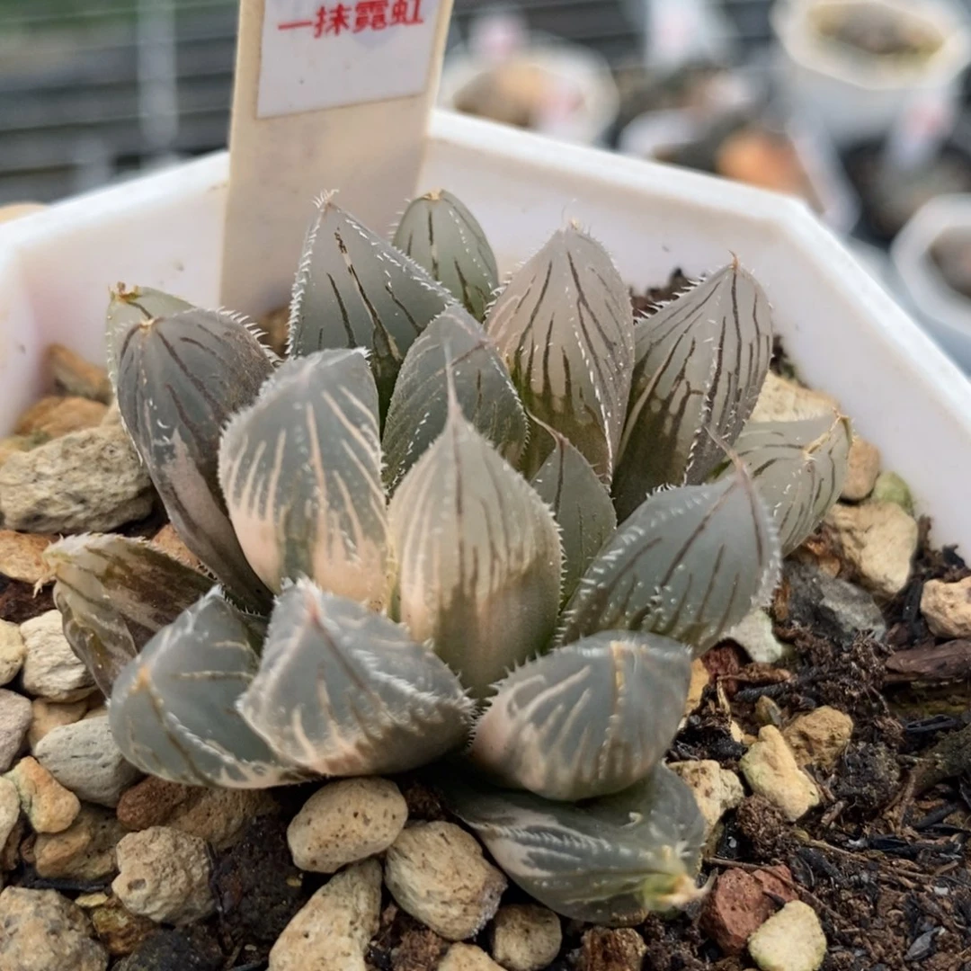 378实生毛玉露锦一物一拍