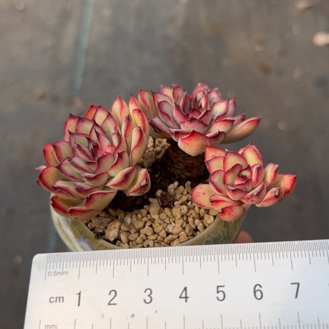 街****&532 多肉植物组合