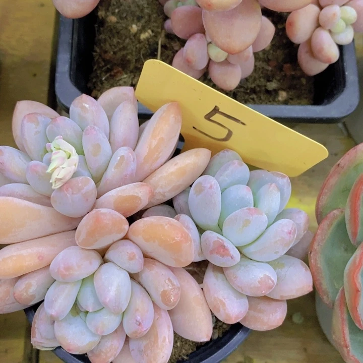 开心多肉，一物一拍