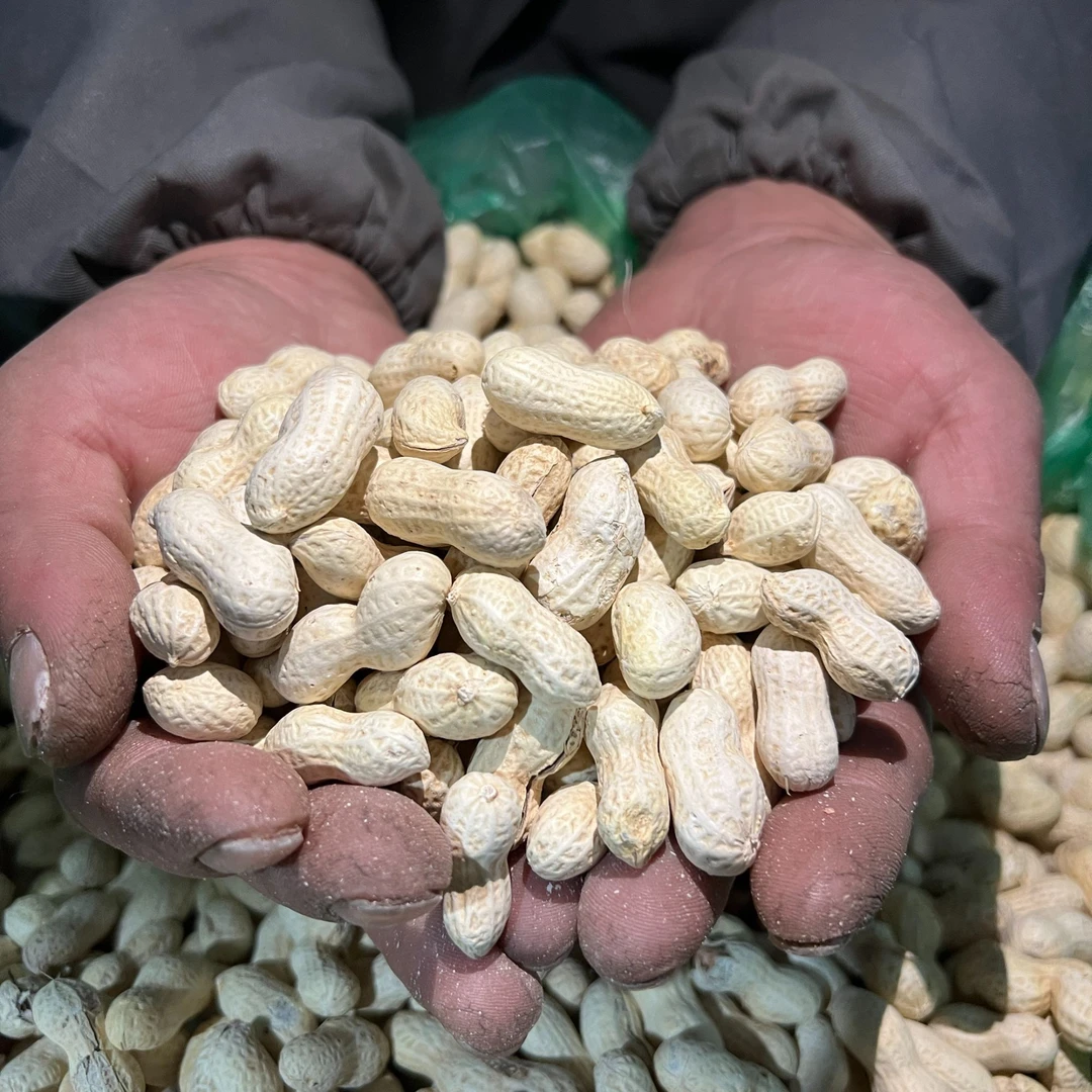 【不好吃全额退款】东北特产小珍珠花生下酒零食坚果炒货香脆