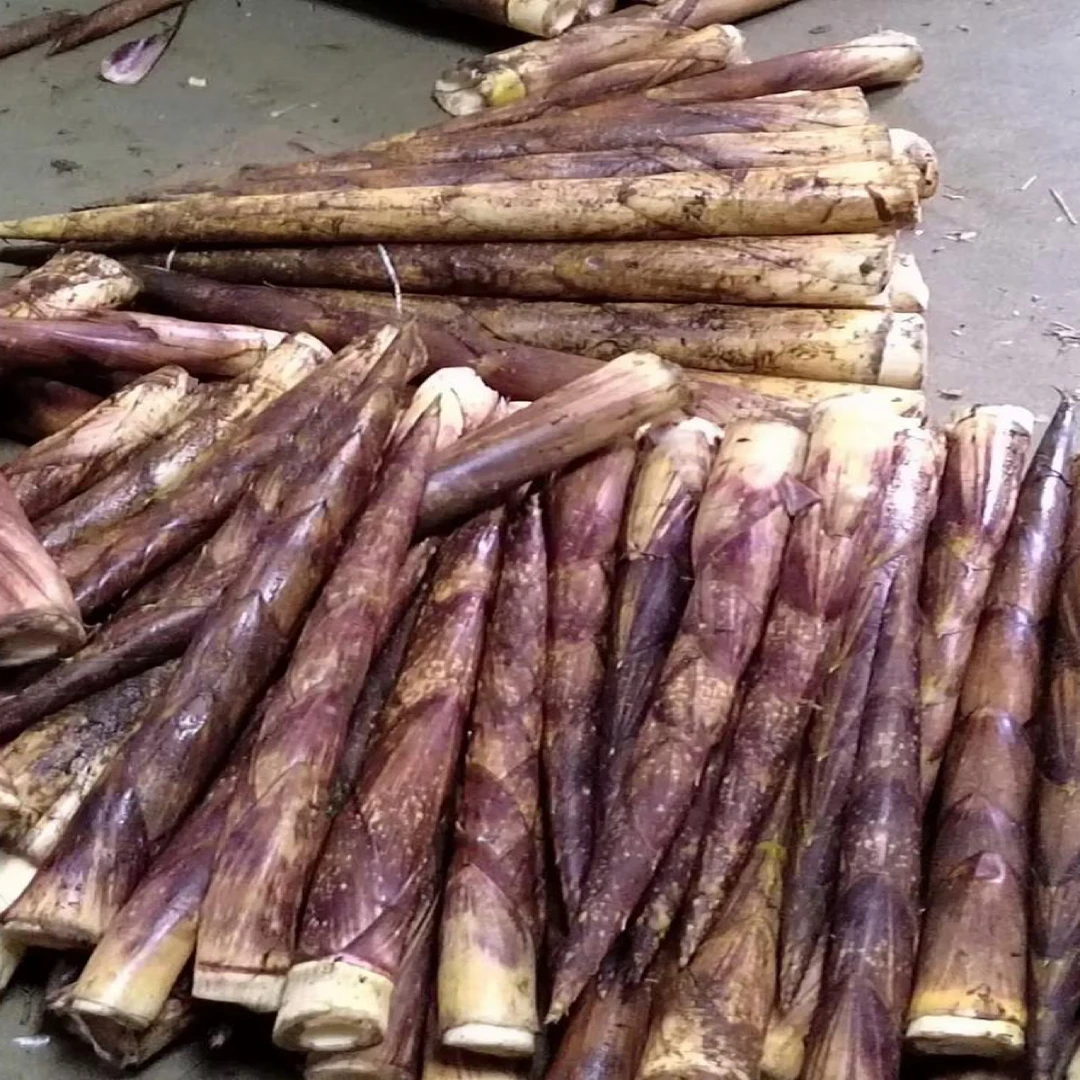 云南昭通小草坝方竹笋带壳发货 特产 煲汤 脆嫩 炒肉 顺丰包邮