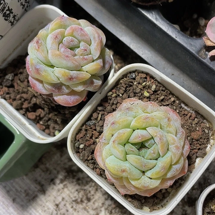 颜如玉石化2.8带盆