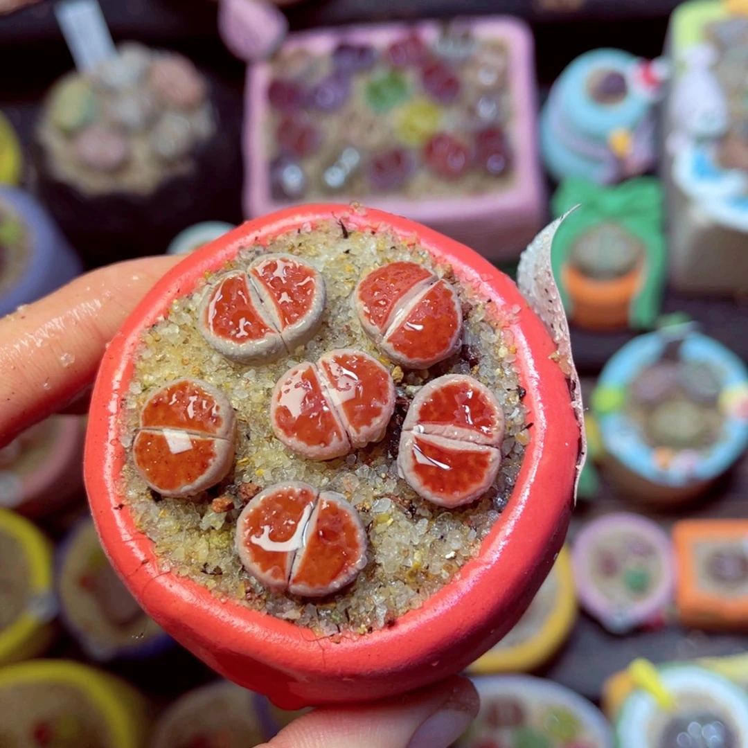 551生石花带盆发1