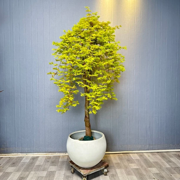 流泉枫绿植室内室外地栽庭院绿植地毯枫日本枫树品种