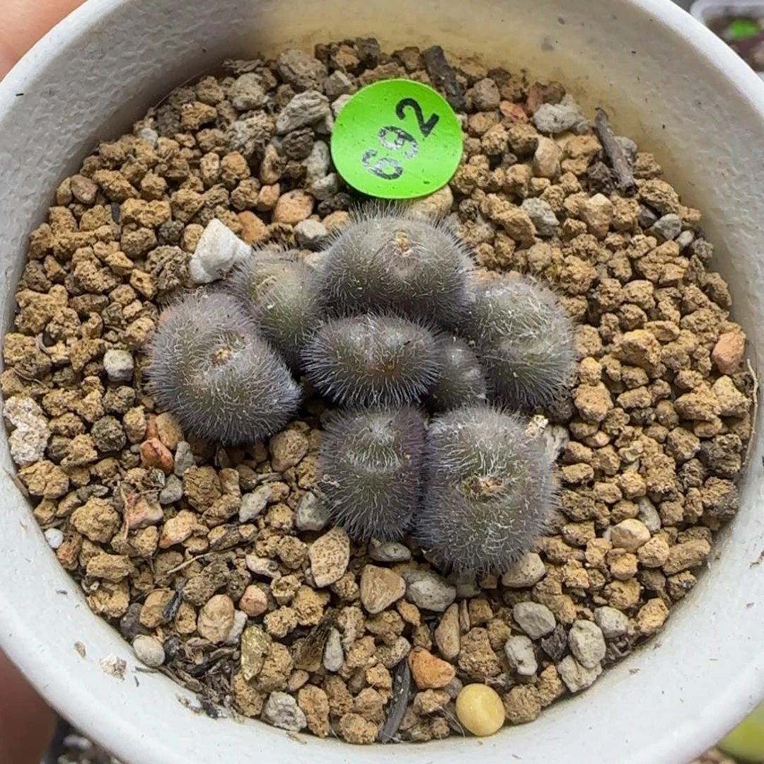 大型红毛球一群带盆692