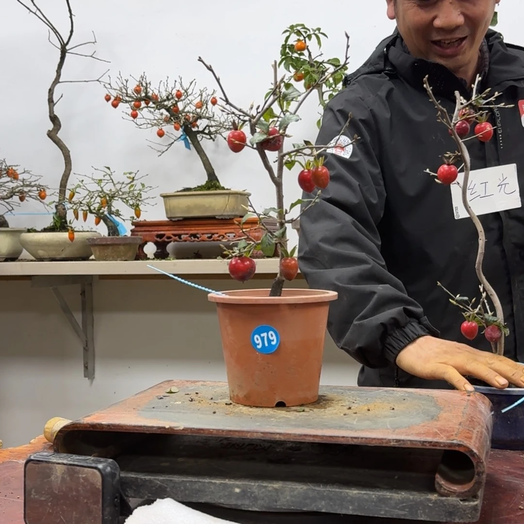 夜***来无花朵979顺丰到付