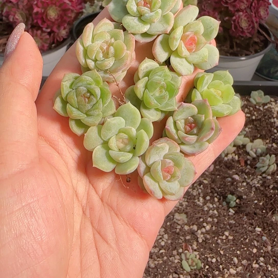 0617---40糖心珍妮