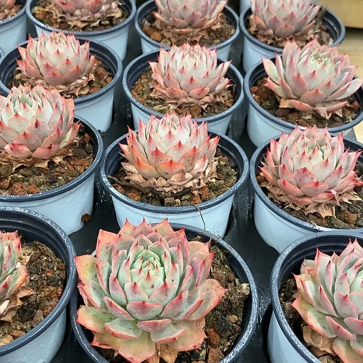 79。林杰安娜。单头。