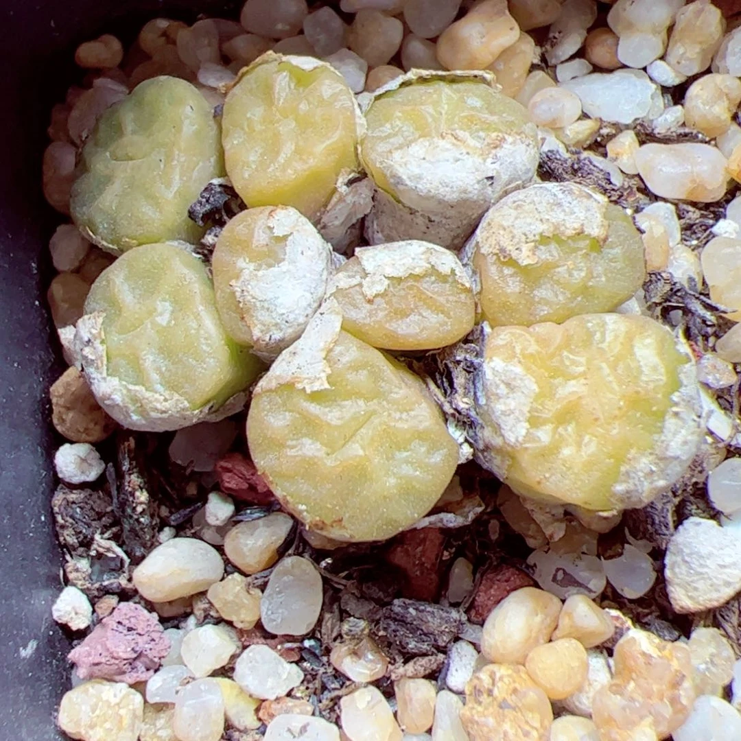 115 优秀的肉肉135