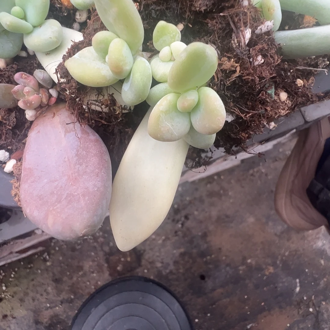 Q***y多肉植物多肉植物