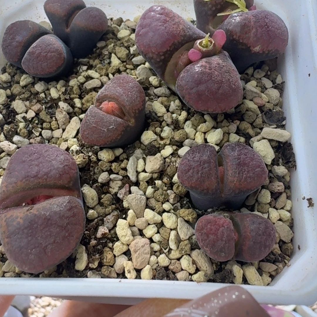 62号一盆红蛋糕风铃一物一拍