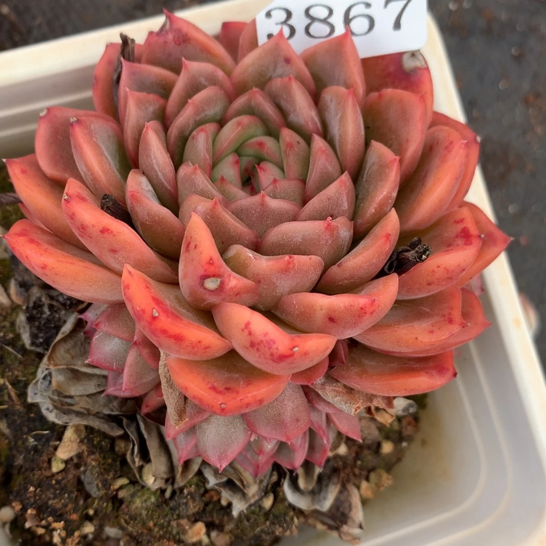 3867杂交多肉老桩