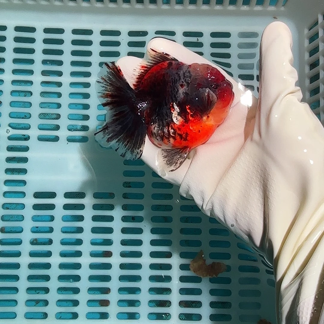 金鱼金鱼2814828855