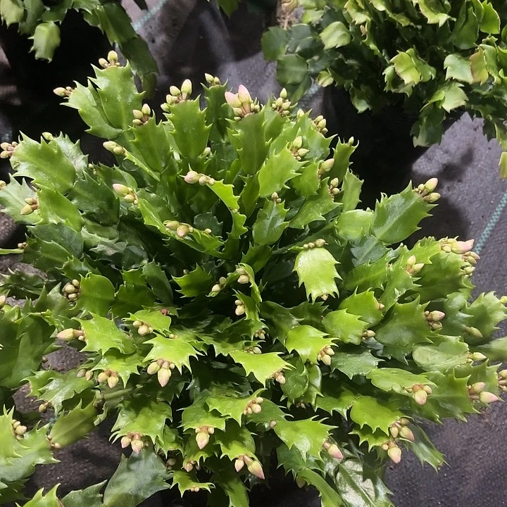 知***乐当前无花栽培后可以开花