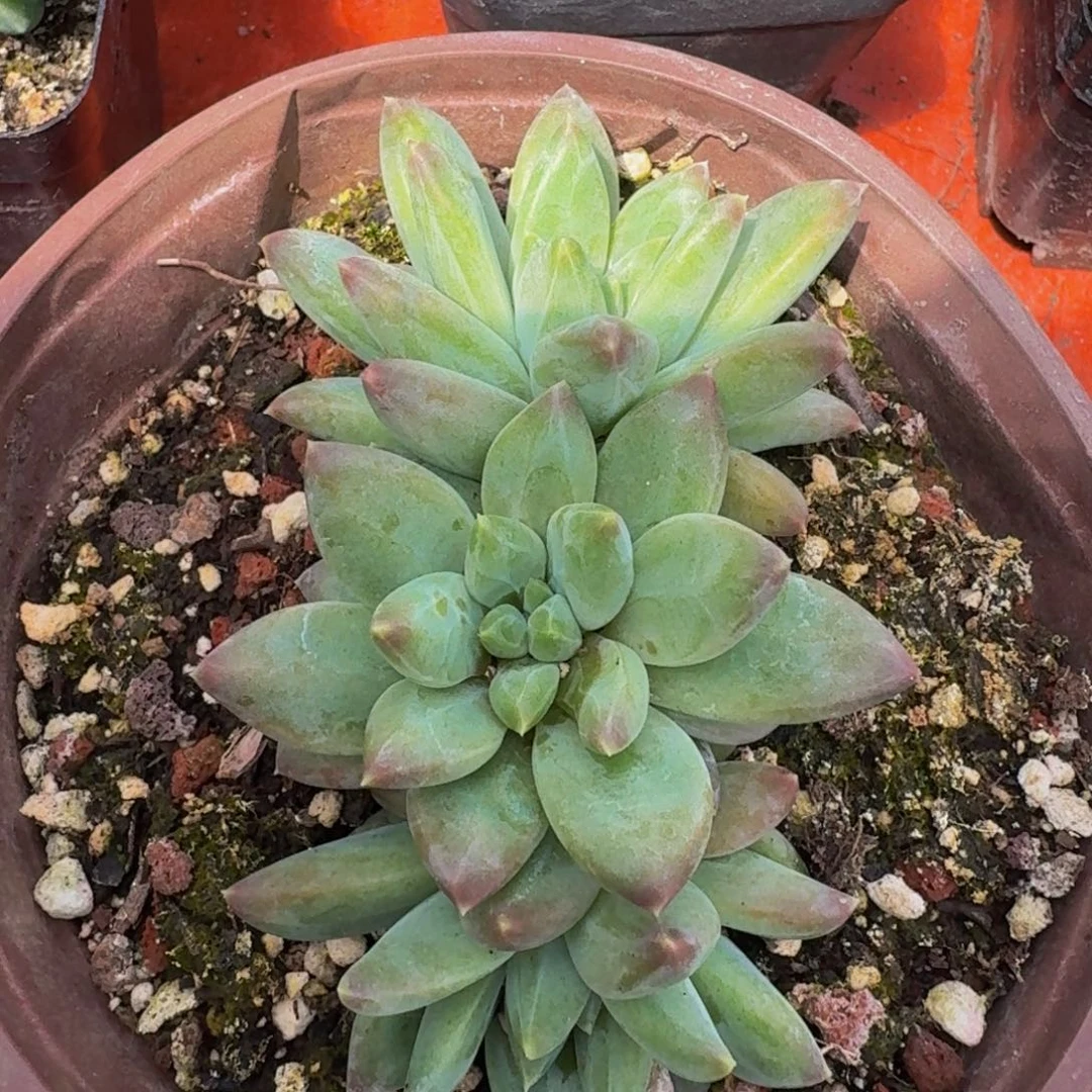 美人系列植物多肉1颗