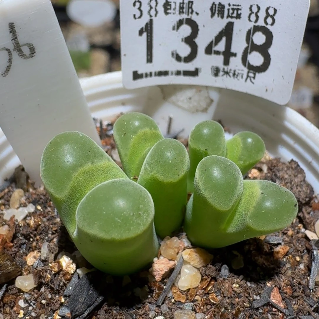 zzzz精品生石花1348