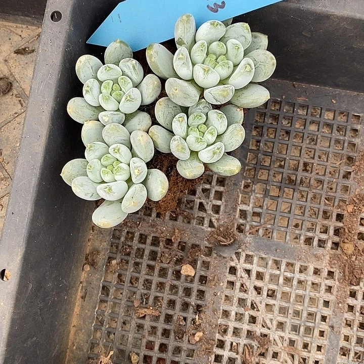 夜**兰1213多肉植物老桩