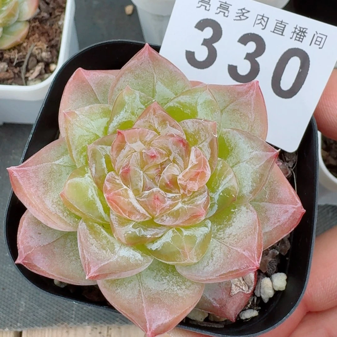 佛洛依德            精美多肉植物