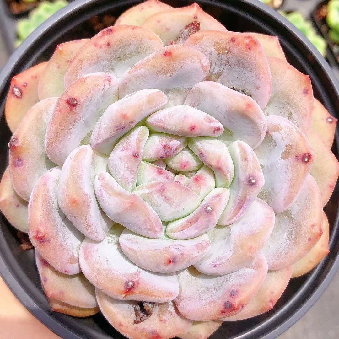 多肉植物  大单头闪电胖影一颗（尺寸8-9左右）满28包邮空气具体