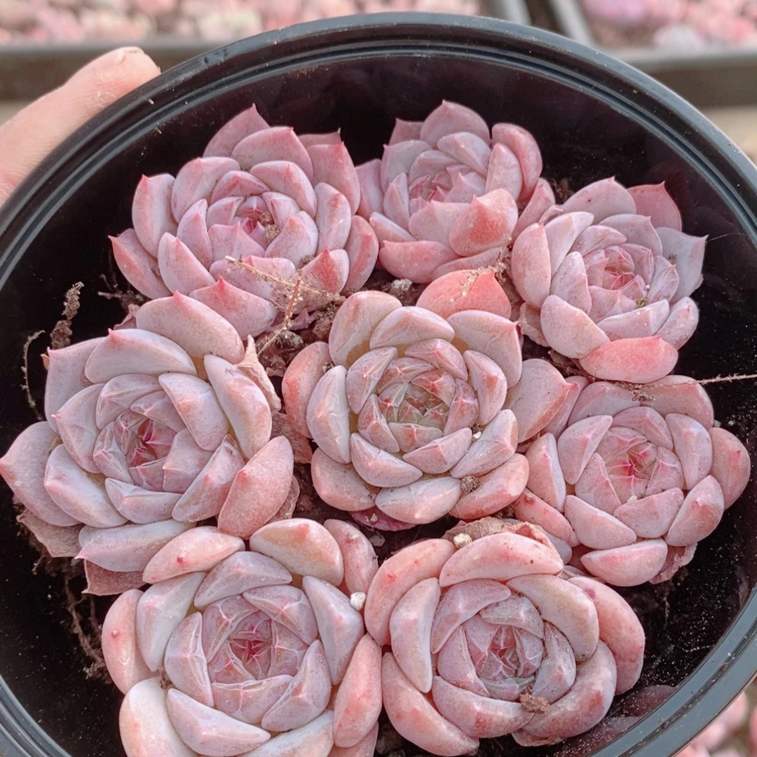 多肉植物精品切糕C056