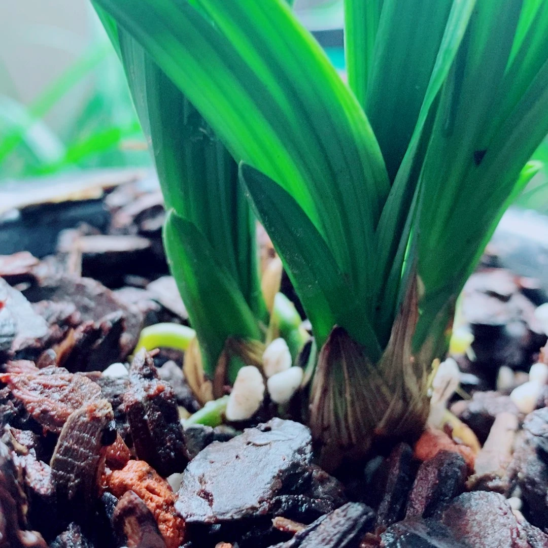 当前无花栽培后可以开花