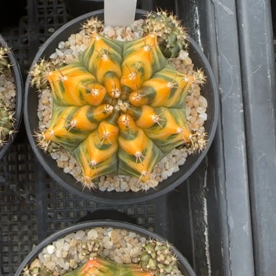 花**夏102-0122泰国发货多肉