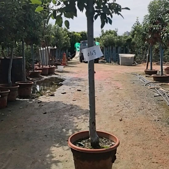 完全开放小高杆盆栽苹果树