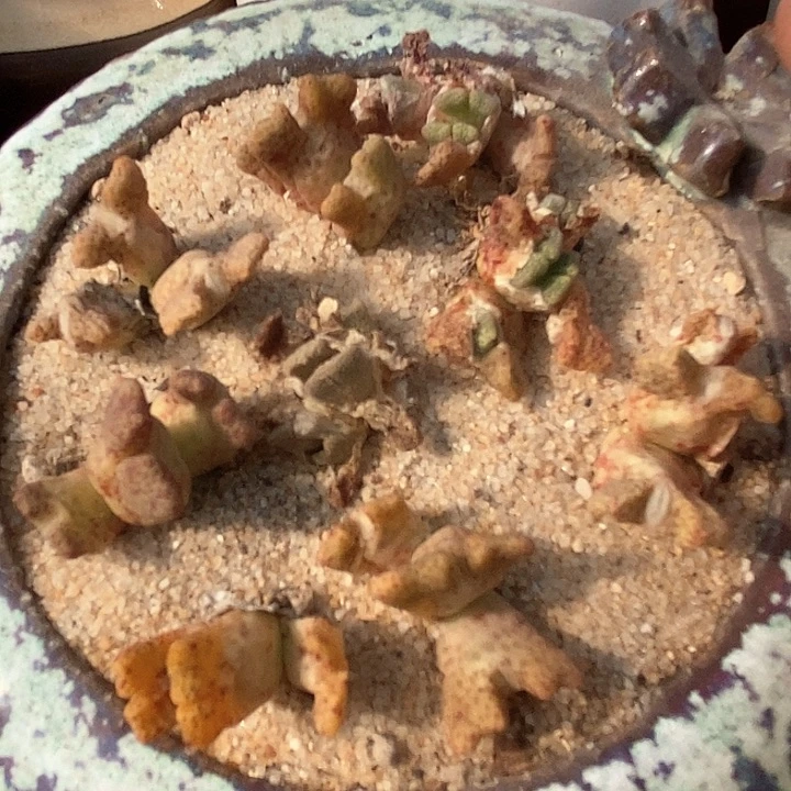 三头园艺鹿角斑马一颗