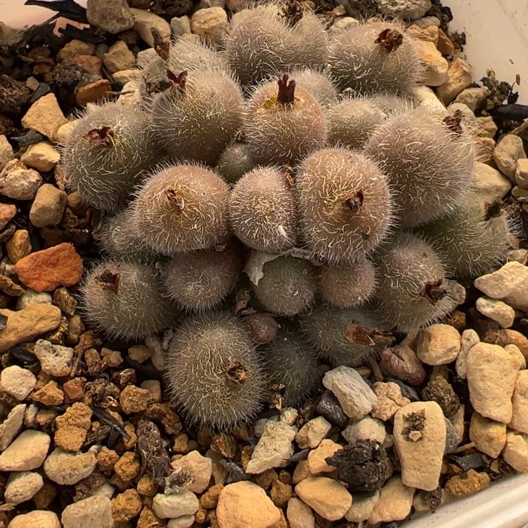 752多肉植物种类多样