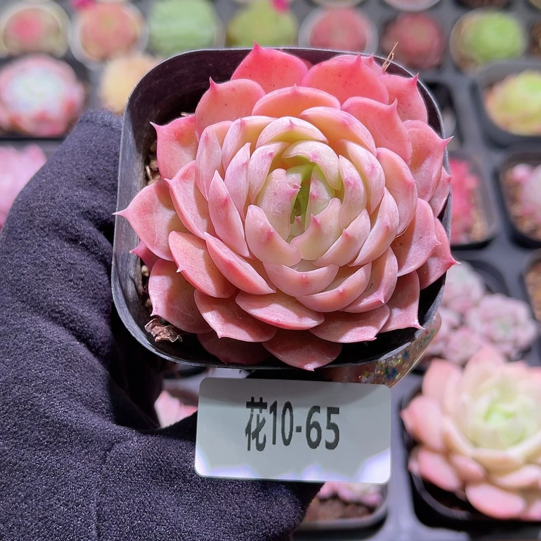 花利美10-65昂斯诺