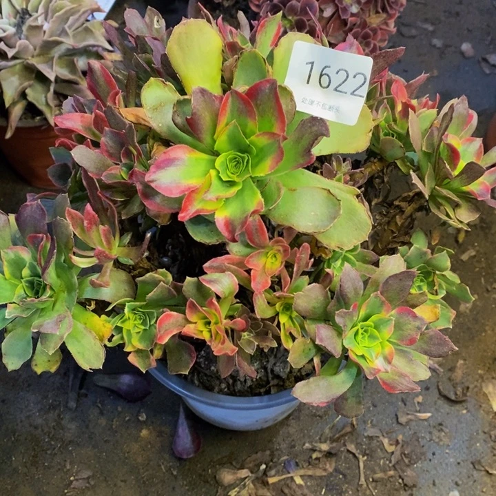 特斯拉多肉断头不包1622