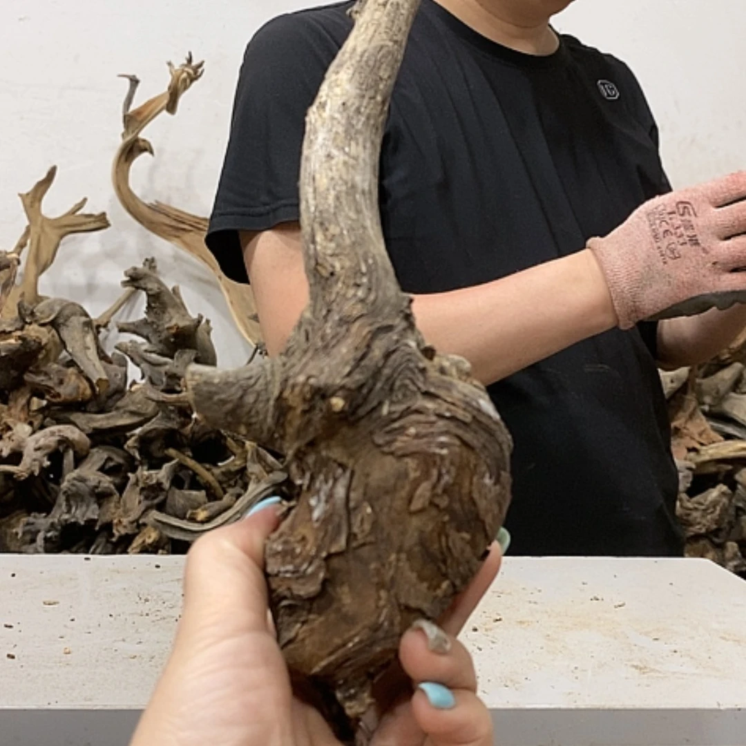 【闪购商品】柏木大**者我们都是好孩子