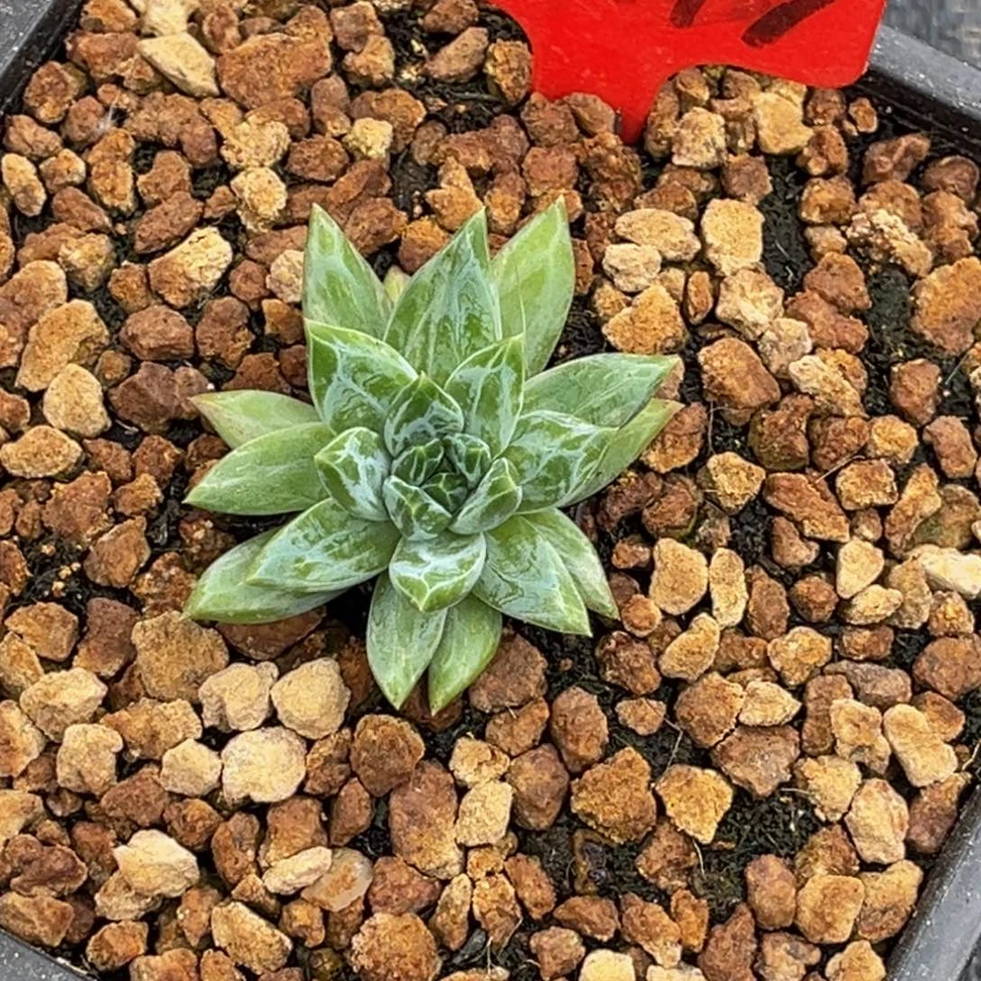 伊***)8899号中午多肉植物群生多肉植物