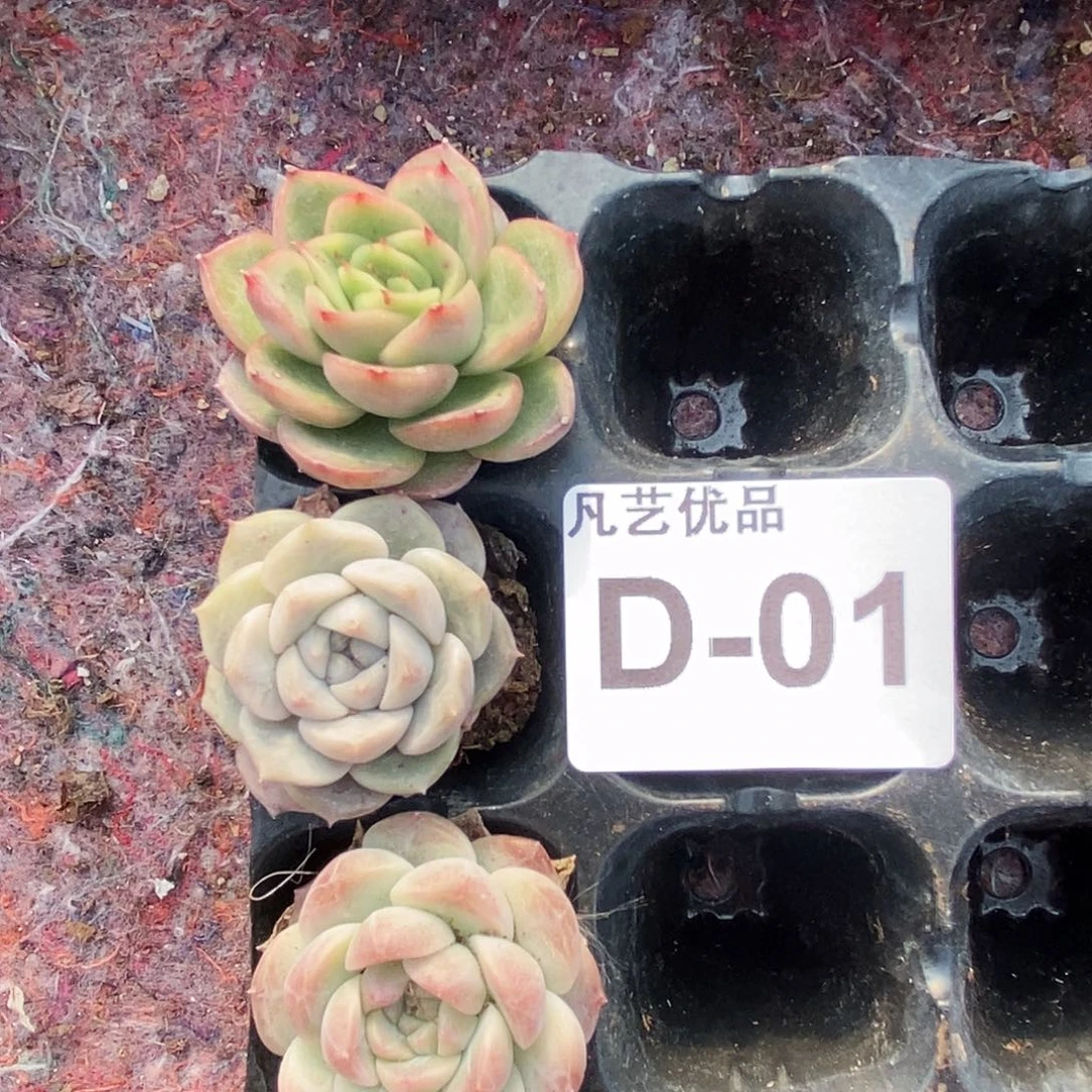 D01一物一拍满9.9包邮