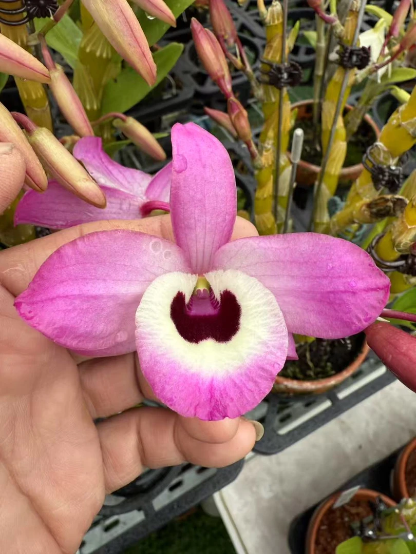 一物一拍，金钗，樱，春秋石斛