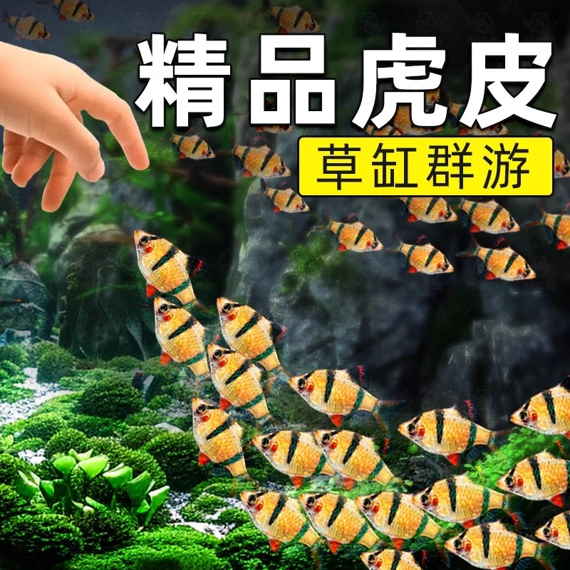 顺丰包邮  精品虎皮鱼   要打氧气要过滤