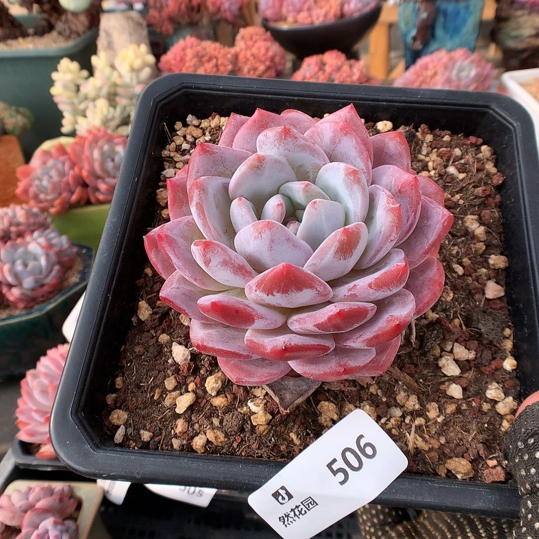 506梦露多肉植物666