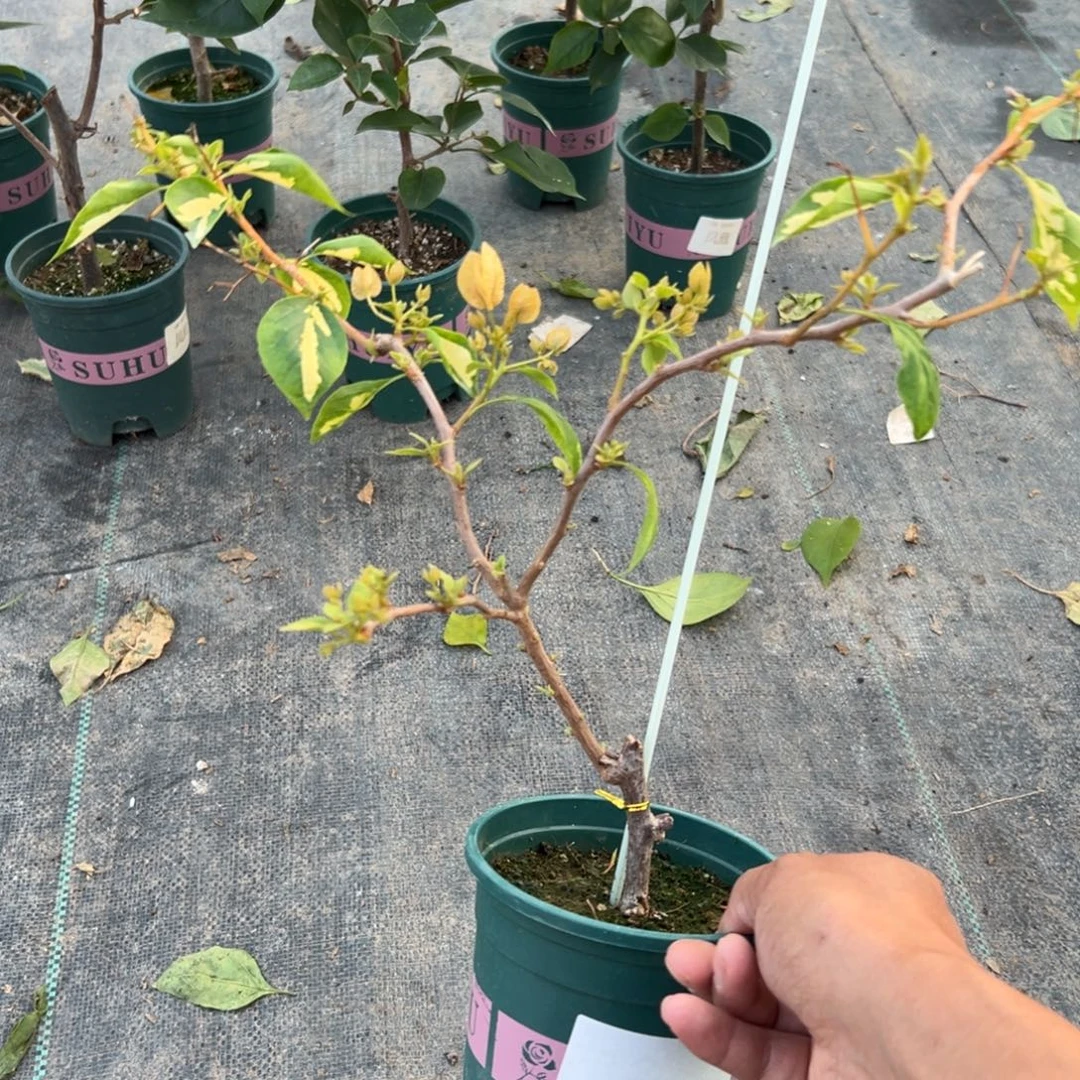 无花朵【17号金心黄白一棵】随机发货福利款不售后