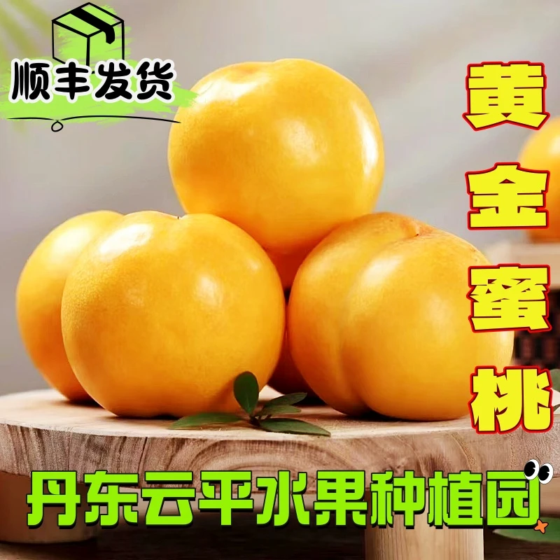 丹东黄金蜜桃U8甜度高桃香浓郁现摘现发顺丰包邮