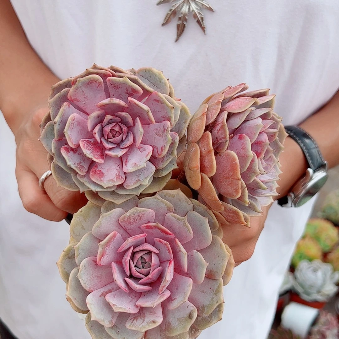 粉蝶大单头老桩3盆