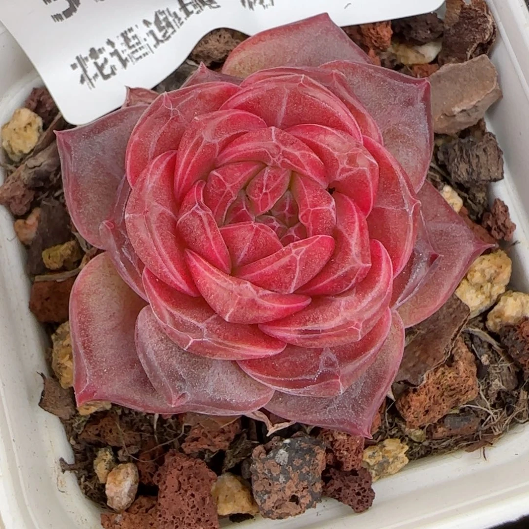 花语逸镜0129-599